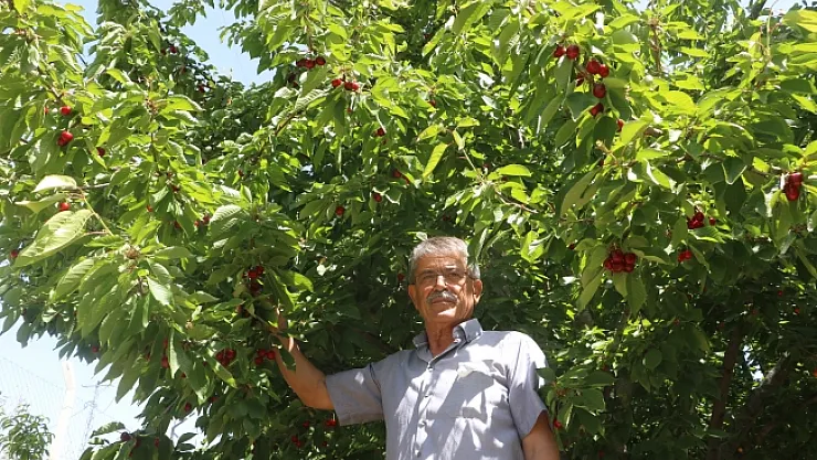 Kirazda rekolte yüzde 90 seviyesinde düştü! Üretici kara kara düşünüyor!