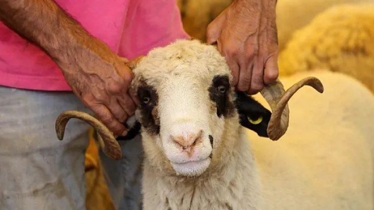 Kızılay 2021 kurban fiyatlarını belirledi