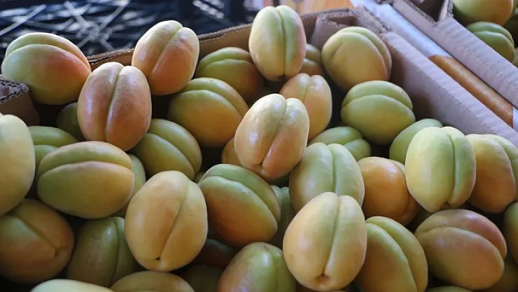 Lezzeti ve ünü ülke sınırlarını aşan Malatya kayısısı tezgaha indi