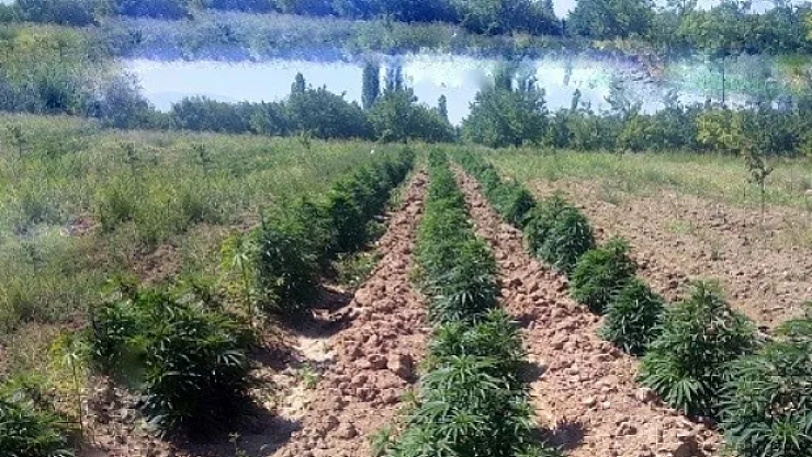 Malatya'da 25 kilo esrar ile 43 bin kök hint keneviri ele geçirildi