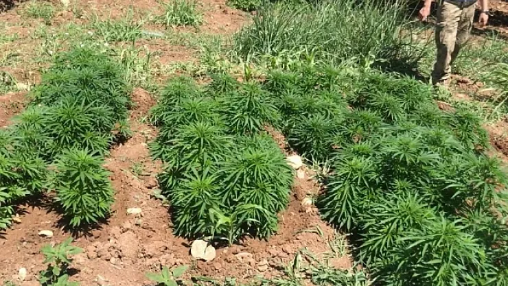 Malatya'da 31 bin 750 kök hint keneviri ele geçirildi