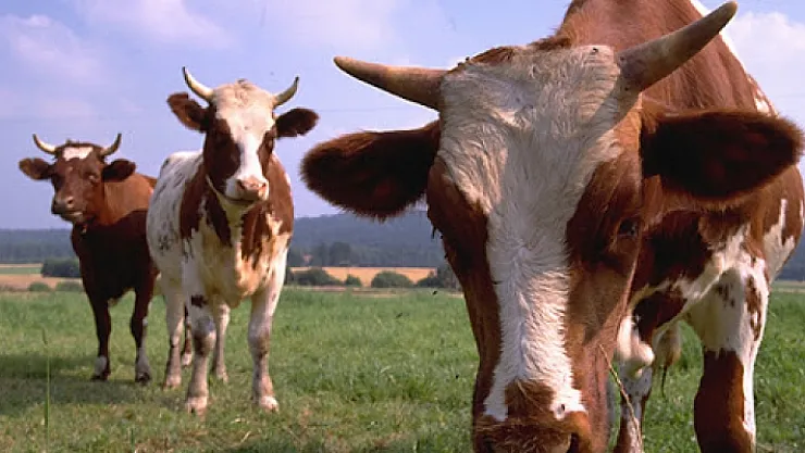 Malatya'da büyükbaş kurbanlık satış fiyatları açıklandı