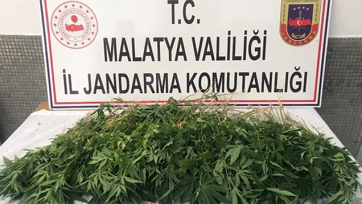 Malatya'da 589 kök Hint keneviri ele geçirildi