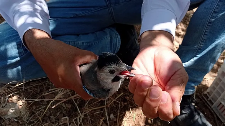 Sıcak havada bitkin düşen yavru kargaya eliyle su içirdi