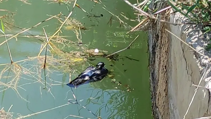 Sulama havuzuna düşen güvercine hayat kurtaran müdahale
