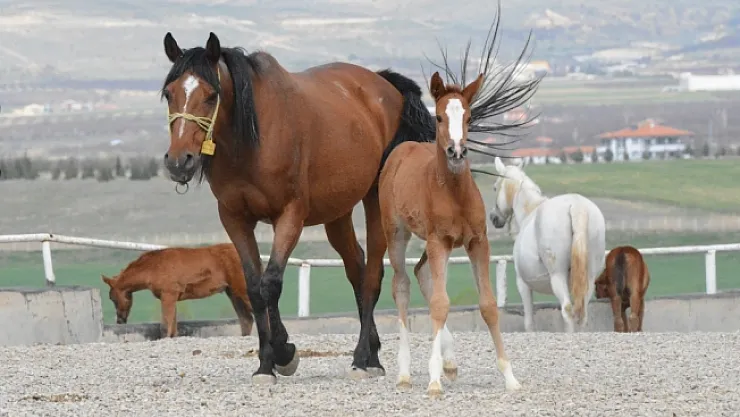 TİGEM'in 74 tayı görücüye çıkacak! Satış ihalesi 6 Temmuz'da!