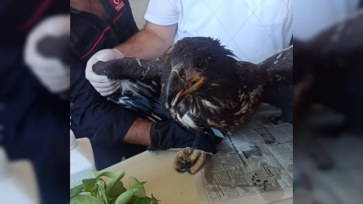 Yaralı kartala şefkat eli