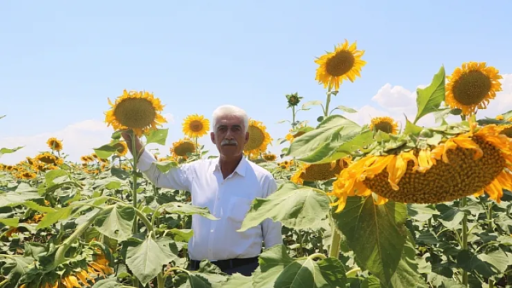 Yazıhan sarıya büründü! Ay çiçeği tarlaları görsel şölen oluşturuyor…