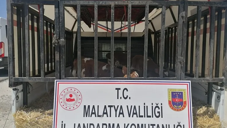 Hayvan hırsızları jandarmadan kaçamadı: 2 gözaltı
