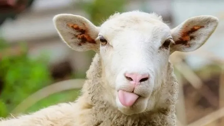 Bakanlık, hayvan satış yerlerine giderken dikkat edilmesi gerekenleri açıkladı!