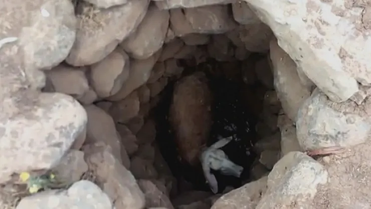 Sıcaktan baygınlık geçiren koyuna, çobandan demlikle can suyu