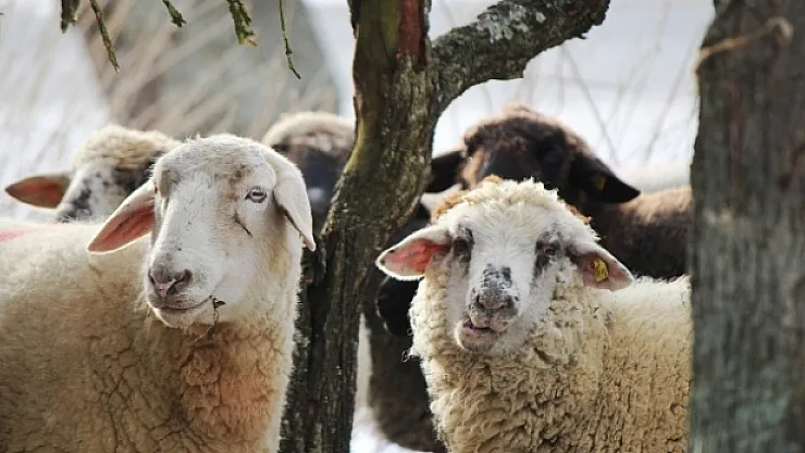 Uzmanından uyarılar!.. Kurbanlık alırken ve keserken nelere dikkat edilmeli?