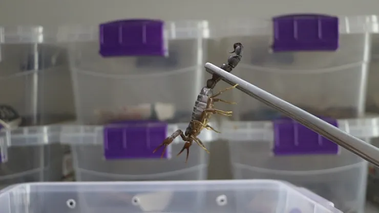 300 akreple başladı, hedefi yurt dışına zehir satmak!