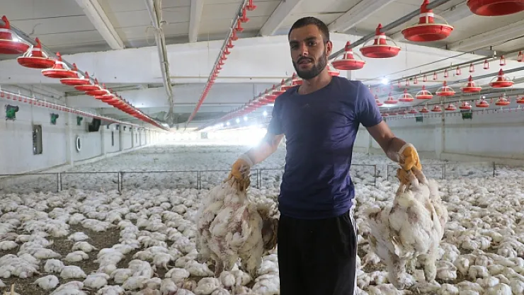 Havasız kalan 35 bin tavuk telef oldu! 450 bin TL zarar!