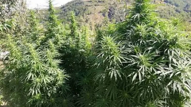 Jandarmadan dev kenevir operayonu: 3 gözaltı!