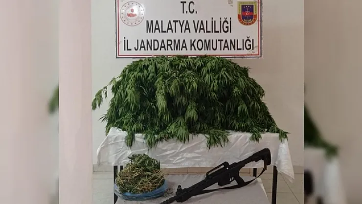 Kayısı bahçesine hint keneviri eken şahıs yakalandı