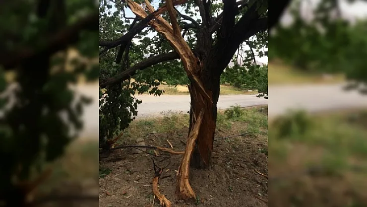 Kayısı bahçesine yıldırım düştü