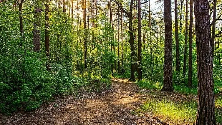 Malatya'da ormanlara giriş yasağıyla ilgili yeni karar açıklandı