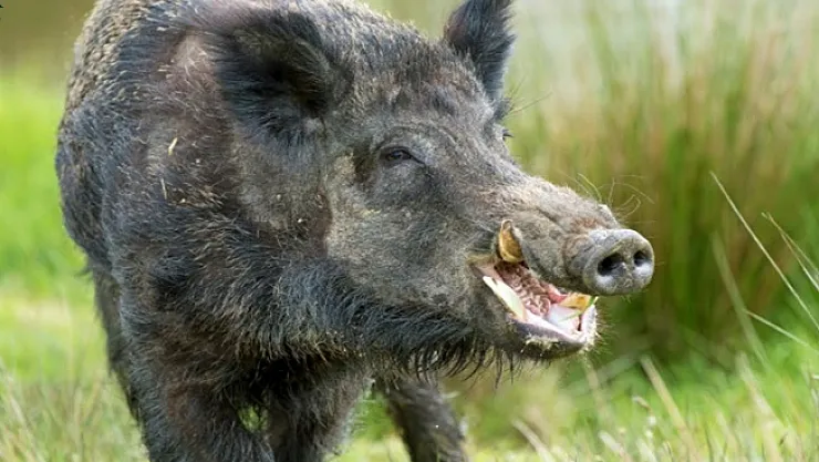 Yaban hayvanları avlanmasına başlanıyor