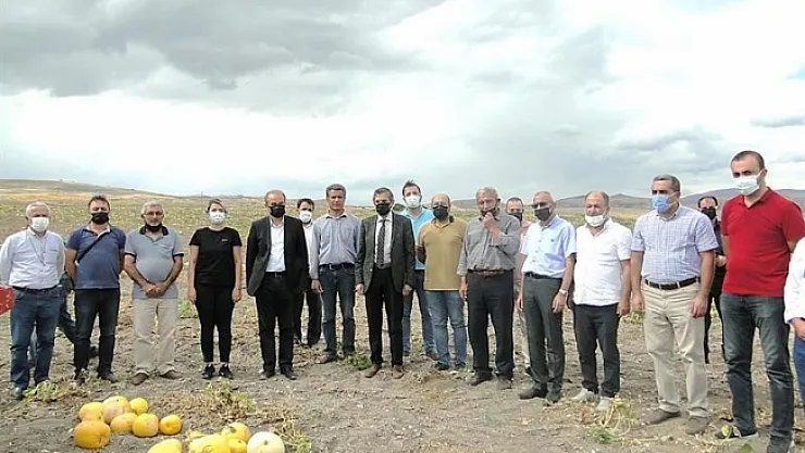 Arguvan'da çerezlik kabak hasadına başlandı