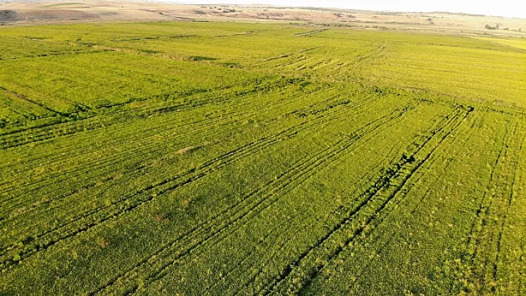 Cumhurbaşkanı açıkladı, çeltik üreticilerinin yüzü güldü
