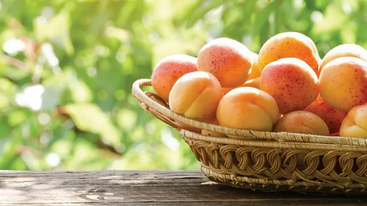 Kayısı ihracatında yüzler gülüyor