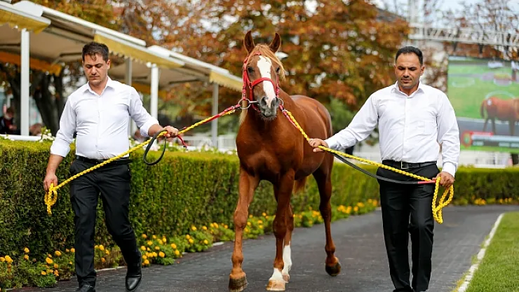 Malatya'da yetişen 'Cengaver' 680 bin TL'ye alıcı buldu