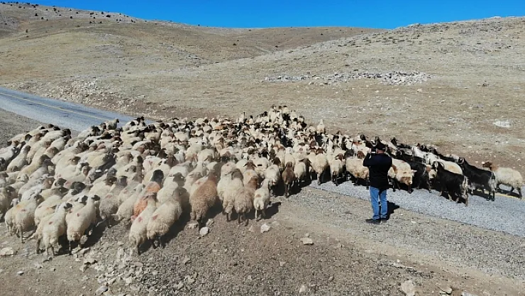 Çoban bile çobana kız vermeyince, kırsaldaki gençler başka işlere yöneliyor