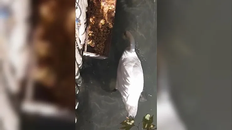 Gagası ile balıkları besleyen kuğu görenleri şaşırttı