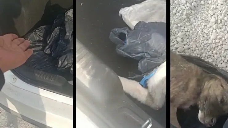 Köpekleri poşetleyip bagaja koyan çalışanın iş akdi feshedildi!