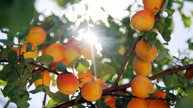 TMO bu yıl kayısı almadı, taban fiyat belirlenmedi! Amaç…