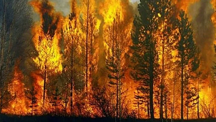 Türkiye'de son 2 yılda, 50 yılda gerçekleşen yangınlardan daha fazla yangın çıktı