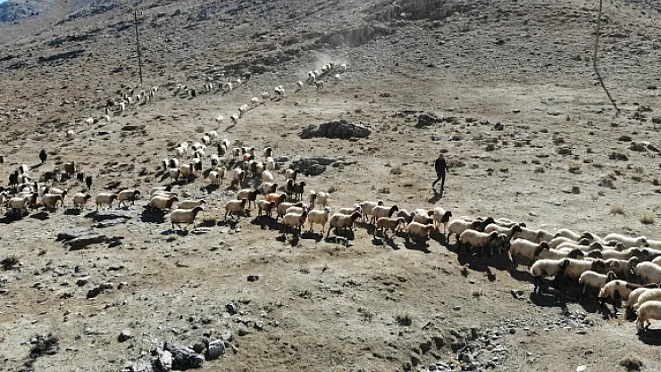 Yaylalarda otlayan hayvanların eve dönüş yolculuğu başladı