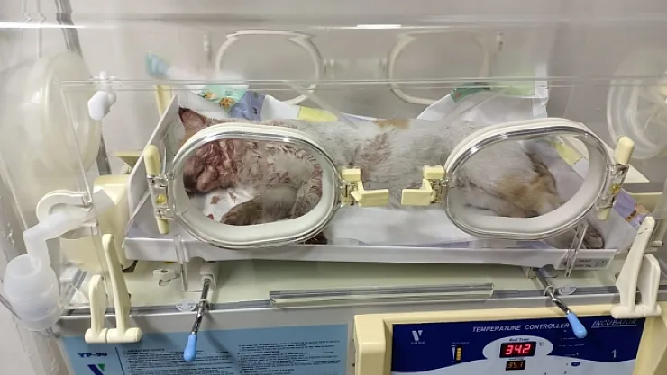 Aracın çarptığı kedi tedavi altına alındı