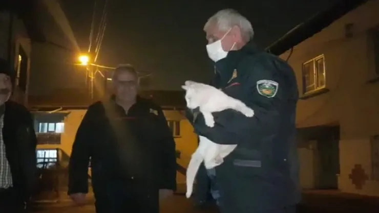 Evden kaçan Van kedisi ağaçta mahsur kaldı, itfaiye kurtardı