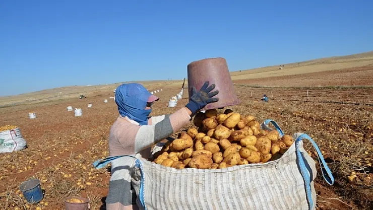 Kayısı diyarında patates hasadı tamamlanmak üzere