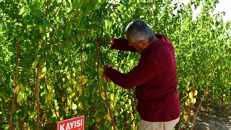 Kuru kayısıdaki fiyat artışı fidelere talebi arttırdı