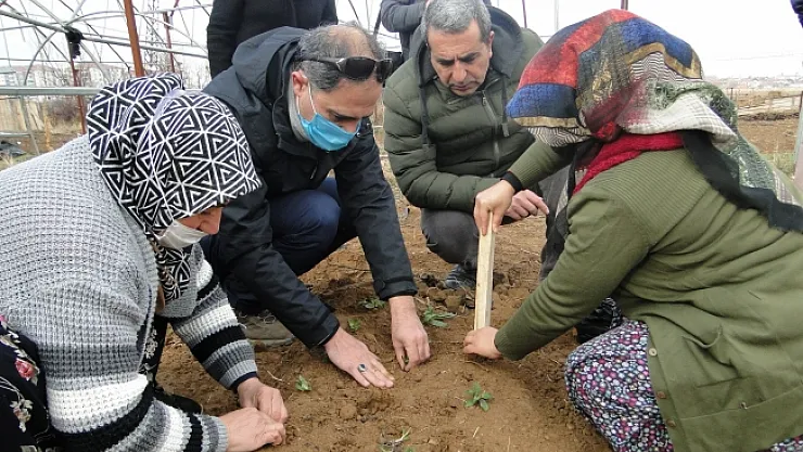 50 bin salep fidesi toprakla buluşturuldu