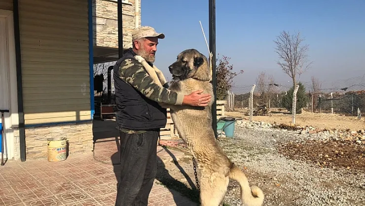 8 yıldır kangal köpeği yetiştiriyor, tek hedefi ise…
