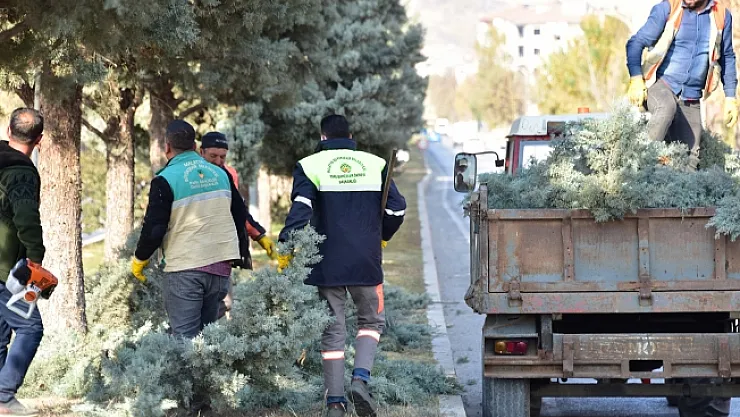 Budama ve form çalışmaları aralıksız devam ediyor