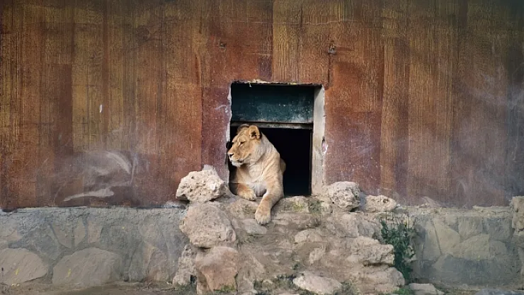 Hayvanat Bahçesi 2021 yılında 54 bin ziyaretçiyi ağırladı