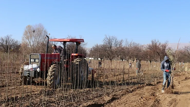 Kayısı fiyatları yükseldi fideye talep arttı