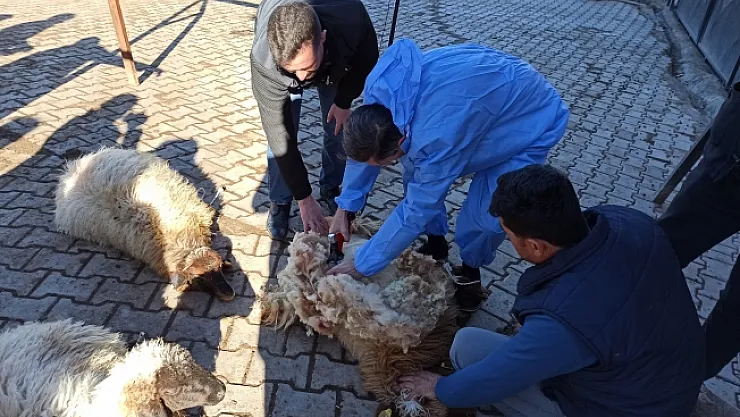 Malatya'da koyun kırkma eğitimi