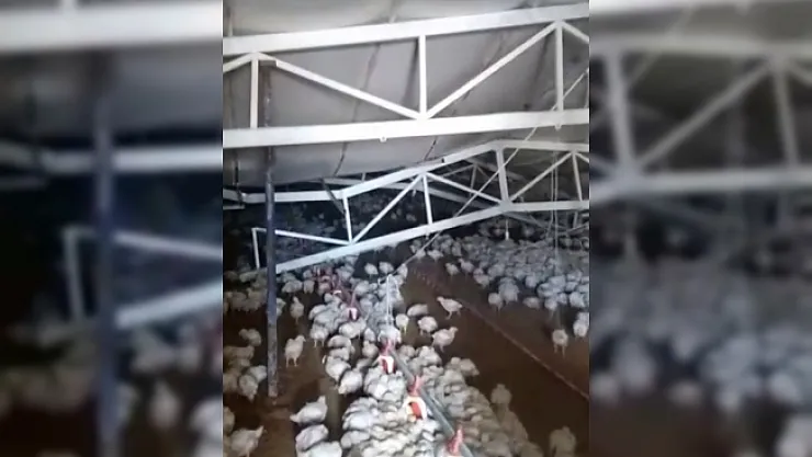 Çiftliğin çatısı kar nedeniyle çöktü, binlerce tavuk telef oldu