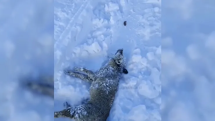 Donmak üzere olan tilkinin yardımına korucu yetişti