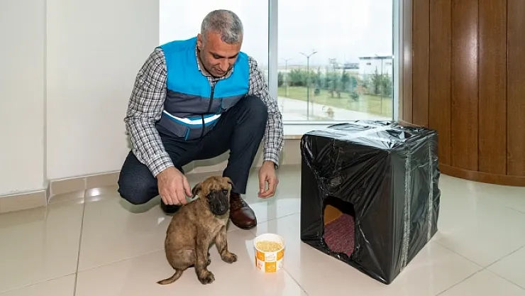 Donmak üzere olan yavru köpeği MASKİ personelleri kurtardı
