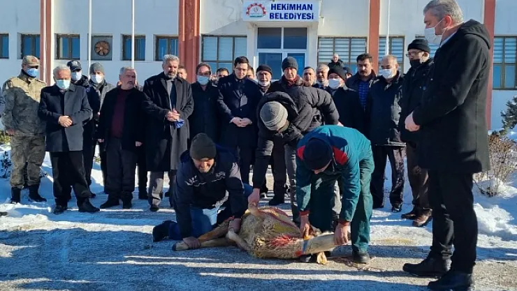Hekimhan Belediyesi kardan dolayı 'şükür kurbanı' kesti