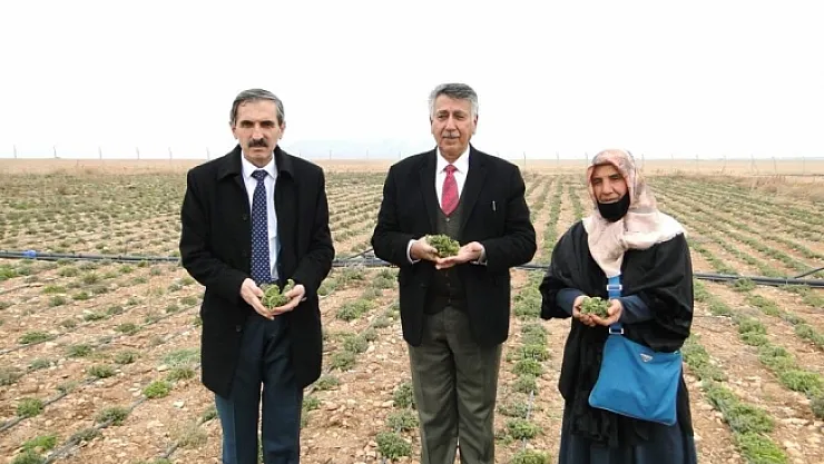 Kekik üreten kadınlar, hasat edilmeden pazar buldu