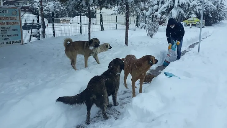 Yeşilyurt'ta sokak hayvanları unutulmadı