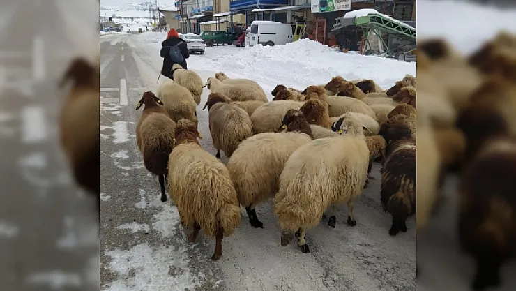 Yoğun kar yayladaki sürüleri yerinden etti
